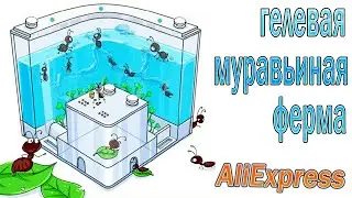 Gel Ant Farm, the first ant farm on AliExpress !!!