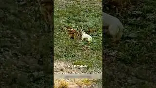 Волк заманил АЛАБАЯ в ХИТРУЮ засаду 🐺🐕🪤