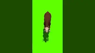 Green Screen Video | Green Screen | @syedashahtv  #cow