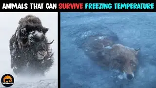 10 Animals That Can Survive Freezing Temperature