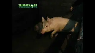 В двух районах Ульяновской области выявлены очаги заболеваемости свиней африканской чумой