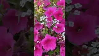моё настроение🌺🌺🌺