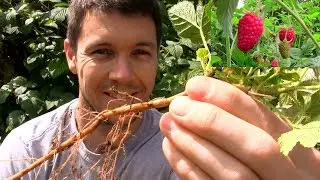 How to Propagate and Multiply Raspberry Plants