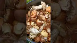Грибной Сезон в Забайкалье открыт и Забайкальский Умелец собирает грибы 🙂❤️🙏