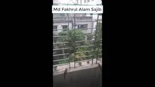 House Sparrow (Chorui Pakhi/পাতি চড়ুই) at my balcony (My morning guest) Part-1