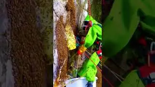 Самый опасный сбор мёда! 🍯🐝🪜 