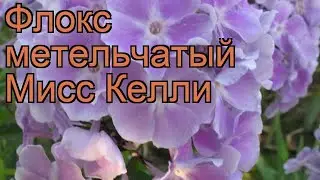 Флокс метельчатый Мисс Келли (miss kelly) 🌿 обзор: как сажать, рассада флокса Мисс Келли