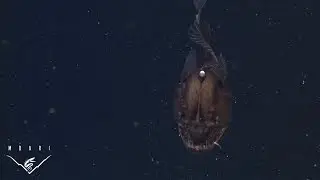 The anglerfish: The original approach to deep-sea fishing