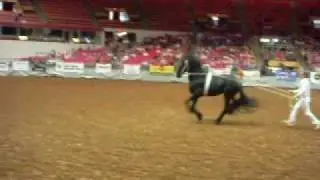 Friesians