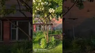 Калина Бульдонеж и Луговик Голдтау