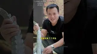 Crocodile legs are chewy丨Chinese Food Eating Show丨TikTok Funny Videos