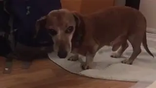 Help! What is wrong with my dog? Tremors, convulsions, weakness, confusion?
