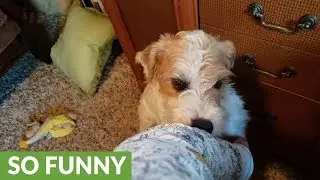 Weirdo dog hilarious nibbles on owner's leg