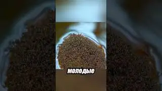 Муравьи спасают свою королеву! Живой плот на воде! 👑🐜🌊