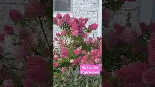 Красотка гортензия 😍