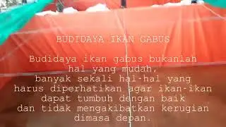 Budidaya Ikan Gabus di Lamongan