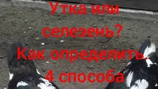 Утка или Селезень? 4 способа Как Определить. Индоутки.