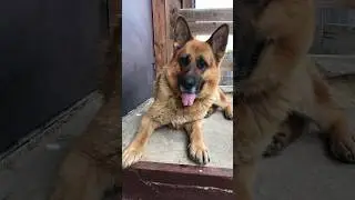 #немецкаяовчарка