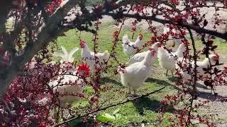 Чистопородные куры породы Бресс Гальцы Французская курица