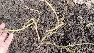 Открытие роз и гортензий после зимы