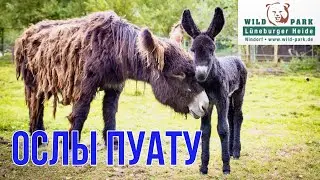 Кормление Ослов Пуату Мамонтовые Ослы в Парке дикой природы Lüneburger Heide в Германии