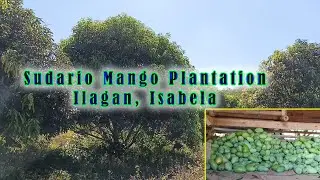 SUDARIO MANGO PLANTATION- Ilagan, Iabela #nature
