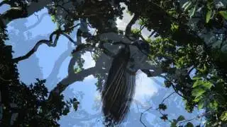 Nelly Furtado ~ I'm Like A Bird (2000)