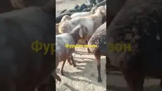гуспандхои фуруши дар н нуробод номеро 985175618