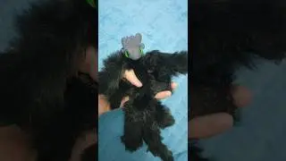 я доделала Беззубика❤️‍🩹
