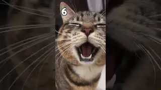 КАКОЙ МЯУ НАСТОЯЩИЙ? • 