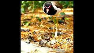 Red-wattled bird