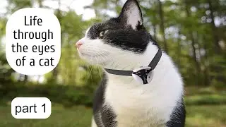 Жизнь глазами кота. Чем занимется Ваш кот в свободное время. Видео с кошкой.