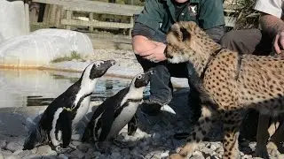 Kumbali and Kago meet African Penguins