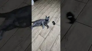 Моя кошечка Луна 🌙 Пополнение в семье 🐈‍⬛