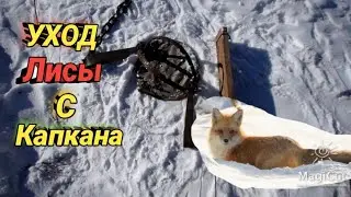Снимаю петли  и капканы  на зайца, Хочу подавить соболька!