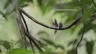 Pequeños Grandes Momentos de la Naturaleza - Episodio 2: 