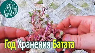 🥔 How Long Sweet Potato is Stored in a Residential Building 🌱 Gordeev's Experience
