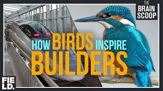 How Birds inspire Builders