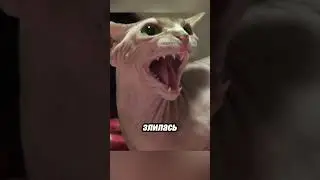 Эта кошка нападала на всех... но семья не сдалась 🐱💔