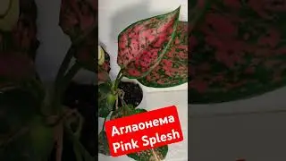 Аглаонема Pink Splesh #shorts