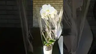 Most beautiful Birthday gifts are fresh flowers.