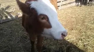 Как проходит адаптация у телочки🐴