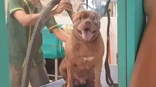 Anjing Pitbull Saat Di Grooming