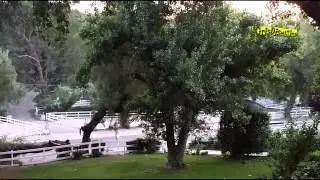 Falling California Pepper Tree 2014