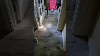 puppy air hockey