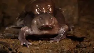 Лиловая лягушка | Nasikabatrachus sahyadrensis | Purple Frog