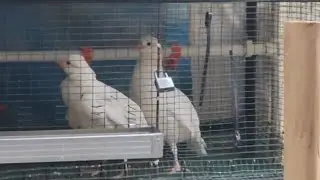 Какб Keklik Белая куоропатка