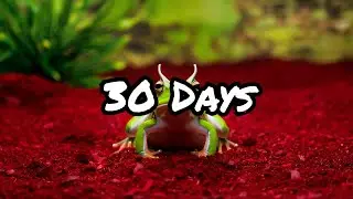 I Raised a Cute HORNED FROG at Home for 30 Days Here's What Happened
