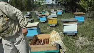 ВСЁ О ВОРОВСТВЕ НА ПАСЕКЕ