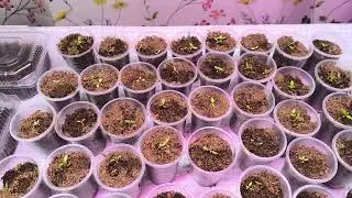 посеяла цветы на 8 марта. Первый опыт